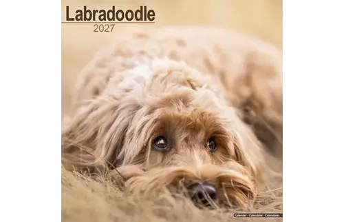 Plenty gifts Kalender 27 labradoodles as