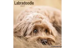 Plenty gifts Kalender 27 labradoodles as