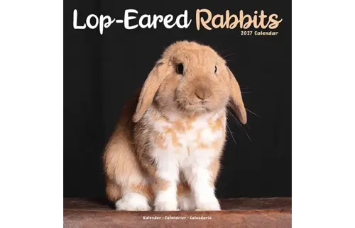 Plenty gifts Kalender 27 lop eared rabbits as