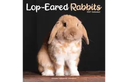 Plenty gifts Kalender 27 lop eared rabbits as