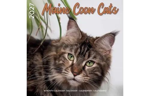 Plenty gifts Kalender 27 maine coon cats pg