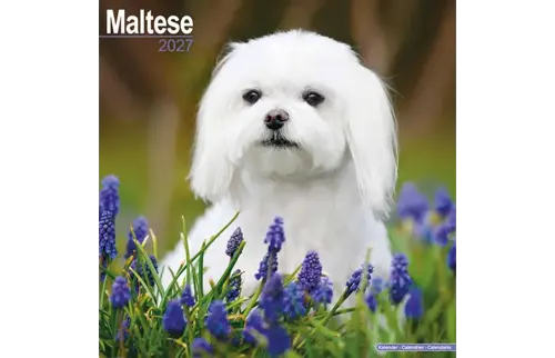 Plenty gifts Kalender 27 maltese as