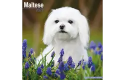 Plenty gifts Kalender 27 maltese as