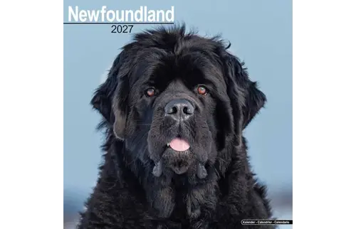 Plenty gifts Kalender 27 newfoundlands as