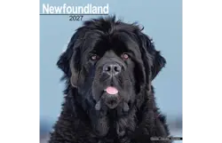 Plenty gifts Kalender 27 newfoundlands as