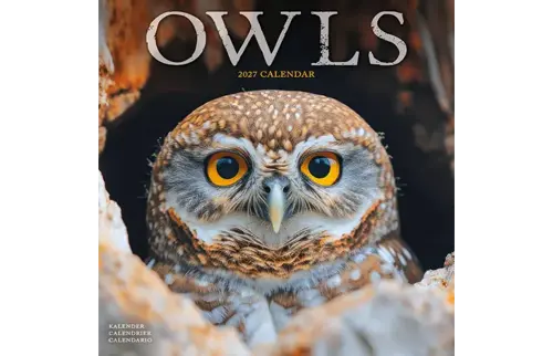 Plenty gifts Kalender 27 owls as
