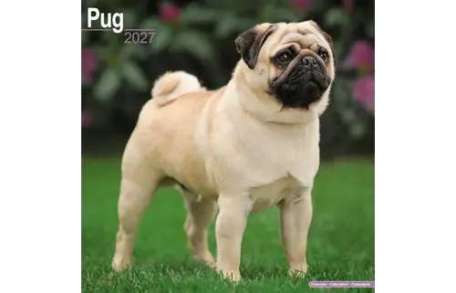 Plenty gifts Kalender 27 pugs as