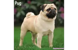 Plenty gifts Kalender 27 pugs as