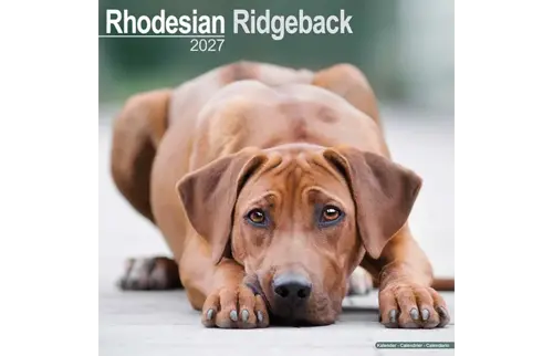 Plenty gifts Kalender 27 rhodesian ridgebacks as