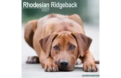 Plenty gifts Kalender 27 rhodesian ridgebacks as