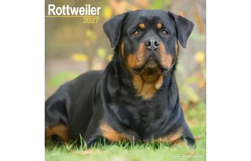 Plenty gifts Kalender 27 rottweilers as