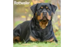 Plenty gifts Kalender 27 rottweilers as