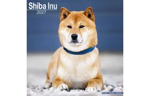 Plenty gifts Kalender 27 shiba inu as