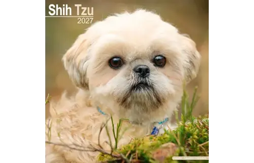 Plenty gifts Kalender 27 shih tzu as