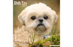 Plenty gifts Kalender 27 shih tzu as