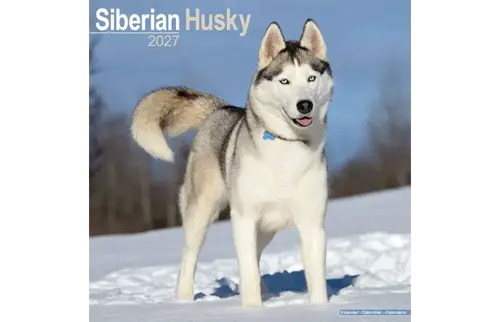 Plenty gifts Kalender 27 siberian huskies as