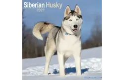 Plenty gifts Kalender 27 siberian huskies as