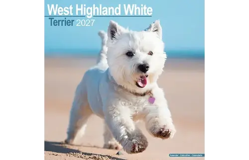 Plenty gifts Kalender 27 west hw terriers as