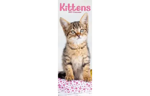 Plenty gifts Slimline kalender 27 kittens pfp as