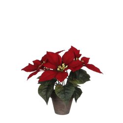 Poinsettia in pot h25cm rood