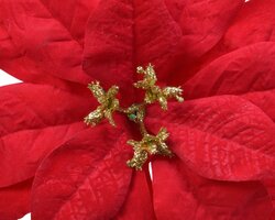 Poinsettiaclip plc d16h3cm rood - afbeelding 2