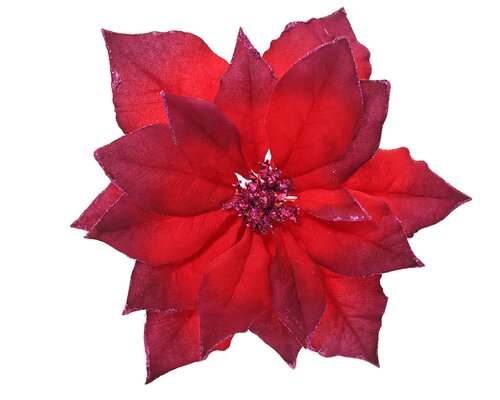 Poinsettiaclip plc d24h7cm osbloed