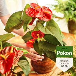 Pokon Anthurium Voeding 250ml - afbeelding 3