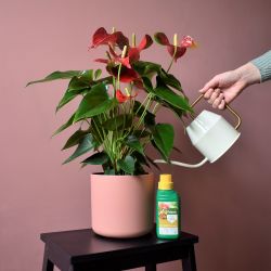 Pokon Anthurium Voeding 250ml - afbeelding 4