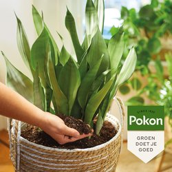 Pokon Bio Turfvrije Kamerplanten Potgrond 10L - afbeelding 3