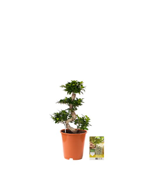 Pokon Ficus Bonsai / Chinese Vijg incl. watermeter en voeding - afbeelding 1