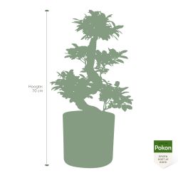 Pokon Ficus Bonsai / Chinese Vijg incl. watermeter en voeding - afbeelding 4