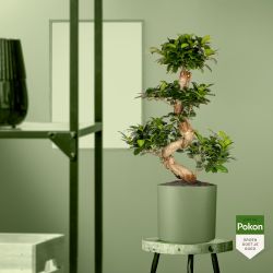 Pokon Ficus Bonsai / Chinese Vijg incl. watermeter en voeding - afbeelding 5