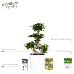 Pokon Ficus Bonsai / Chinese Vijg incl. watermeter en voeding in Mica Era Pot Wit - afbeelding 2