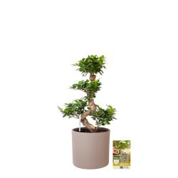 Pokon Ficus Bonsai / Chinese Vijg incl. watermeter en voeding in Mica Era Pot Licht Grijs