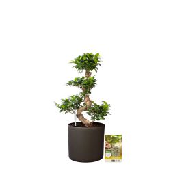 Pokon Ficus Bonsai / Chinese Vijg incl. watermeter en voeding in Mica Era Pot Donker Grijs