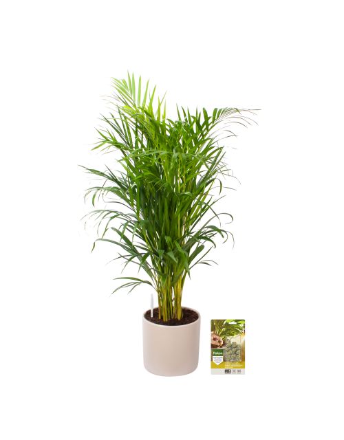 Pokon Goudpalm / Areca Palm H100cm incl. watermeter en voeding in Mica Era Pot Licht Grijs - afbeelding 1