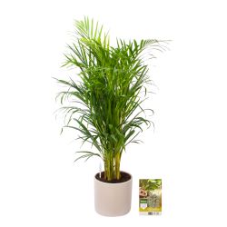 Pokon Goudpalm / Areca Palm H100cm incl. watermeter en voeding in Mica Era Pot Licht Grijs