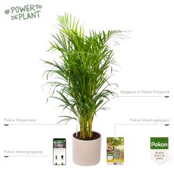 Pokon Goudpalm / Areca Palm H100cm incl. watermeter en voeding in Mica Era Pot Licht Grijs - afbeelding 2