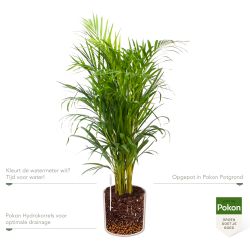 Pokon Goudpalm / Areca Palm H100cm incl. watermeter en voeding in Mica Era Pot Licht Grijs - afbeelding 3