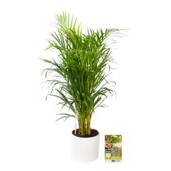 Pokon Goudpalm / Areca Palm H100cm  incl. watermeter en voeding in Mica Era Pot Wit - afbeelding 1