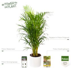 Pokon Goudpalm / Areca Palm H100cm  incl. watermeter en voeding in Mica Era Pot Wit - afbeelding 2