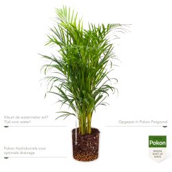 Pokon Goudpalm / Areca Palm H100cm  incl. watermeter en voeding in Mica Era Pot Wit - afbeelding 3