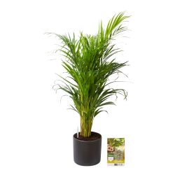 Pokon Goudpalm / Areca Palm H100cm incl. watermeter en voeding in Mica Era Pot Donker Grijs - afbeelding 1