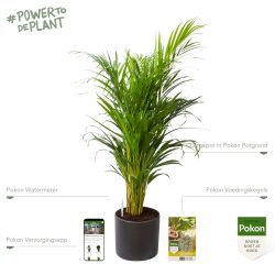 Pokon Goudpalm / Areca Palm H100cm incl. watermeter en voeding in Mica Era Pot Donker Grijs - afbeelding 2