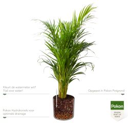Pokon Goudpalm / Areca Palm H100cm incl. watermeter en voeding in Mica Era Pot Donker Grijs - afbeelding 3