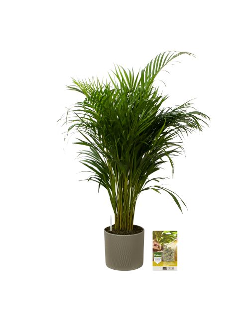 Pokon Goudpalm / Areca Palm H100cm incl. watermeter en voeding in Mica Era Pot Groen - afbeelding 1