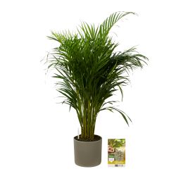 Pokon Goudpalm / Areca Palm H100cm incl. watermeter en voeding in Mica Era Pot Groen - afbeelding 1