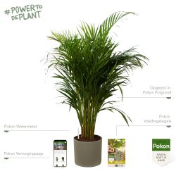Pokon Goudpalm / Areca Palm H100cm incl. watermeter en voeding in Mica Era Pot Groen - afbeelding 2