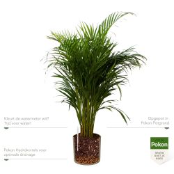 Pokon Goudpalm / Areca Palm H100cm incl. watermeter en voeding in Mica Era Pot Groen - afbeelding 3