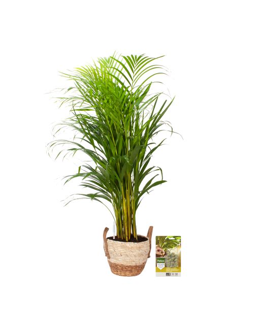 Pokon Goudpalm / Areca Palm H100cm incl. watermeter en voeding in Mica Belmar Mand - afbeelding 1